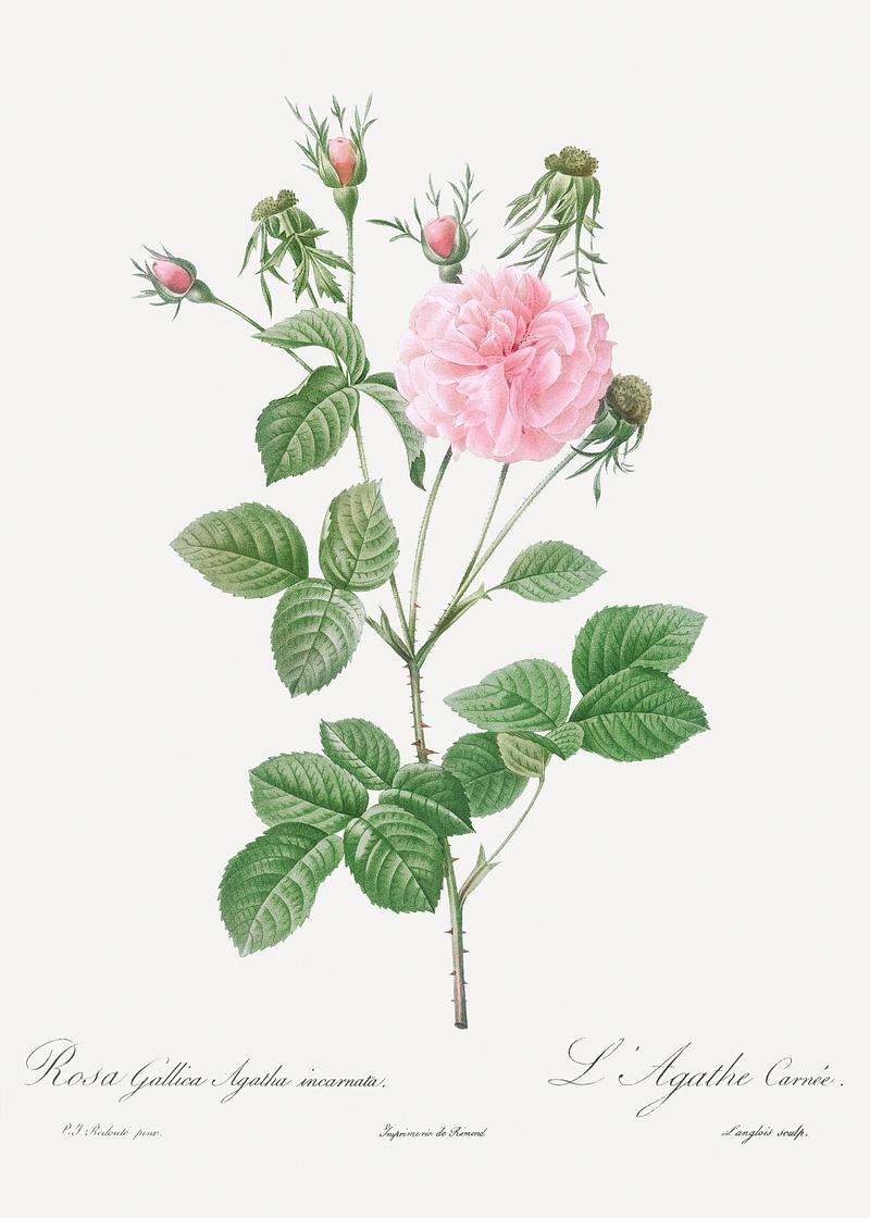 Pink agatha rose Pink Agatha, Rosa gallica Agatha incarnata) from Les Roses (1817–1824) by Pierre-Joseph Redouté. Original from…