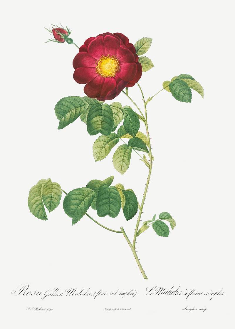 Simple-Flowered French Rose, Rosa reclinata flore simplici from Les Roses (1817–1824) by Pierre-Joseph Redouté.…