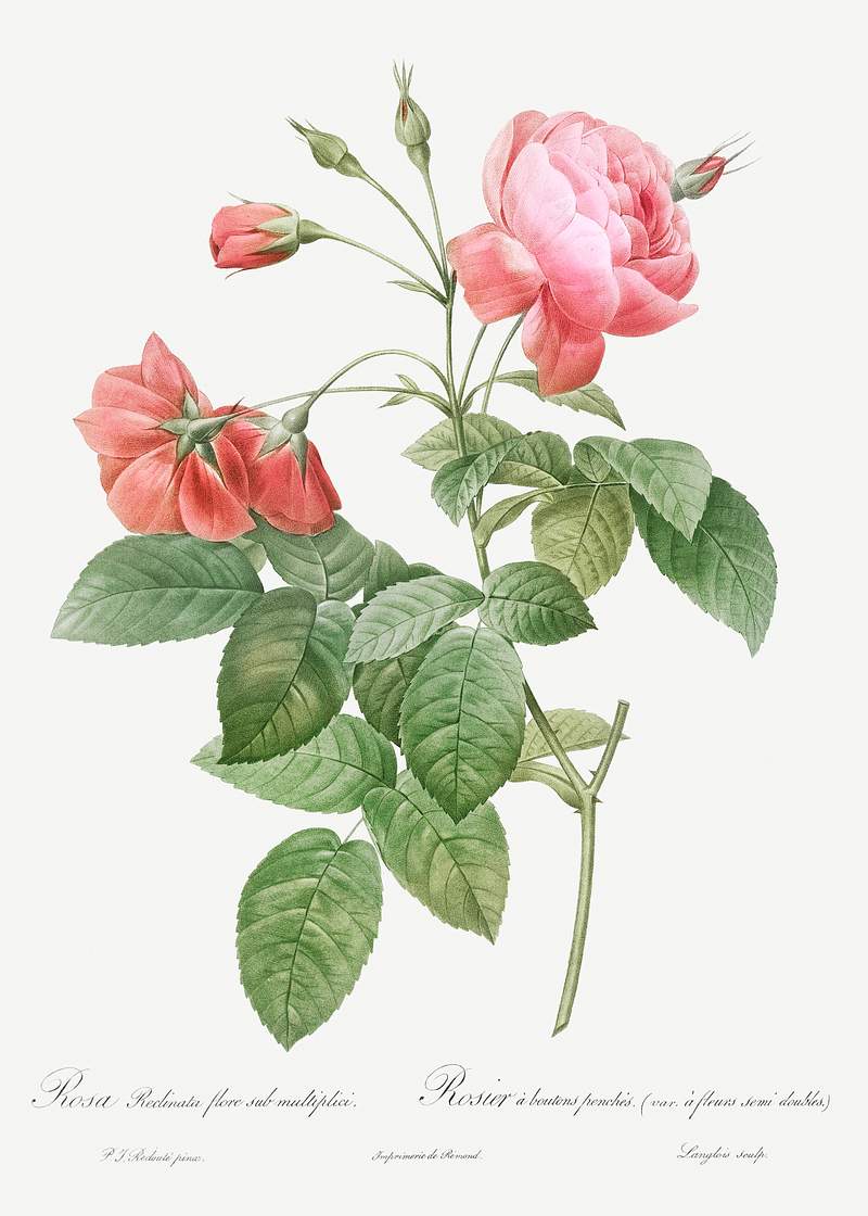 Boursault Rose, also known as Rosebush with Leaning Buttons with Semi-Double Flowers (Rosa reclinata flore sub multiplici)…