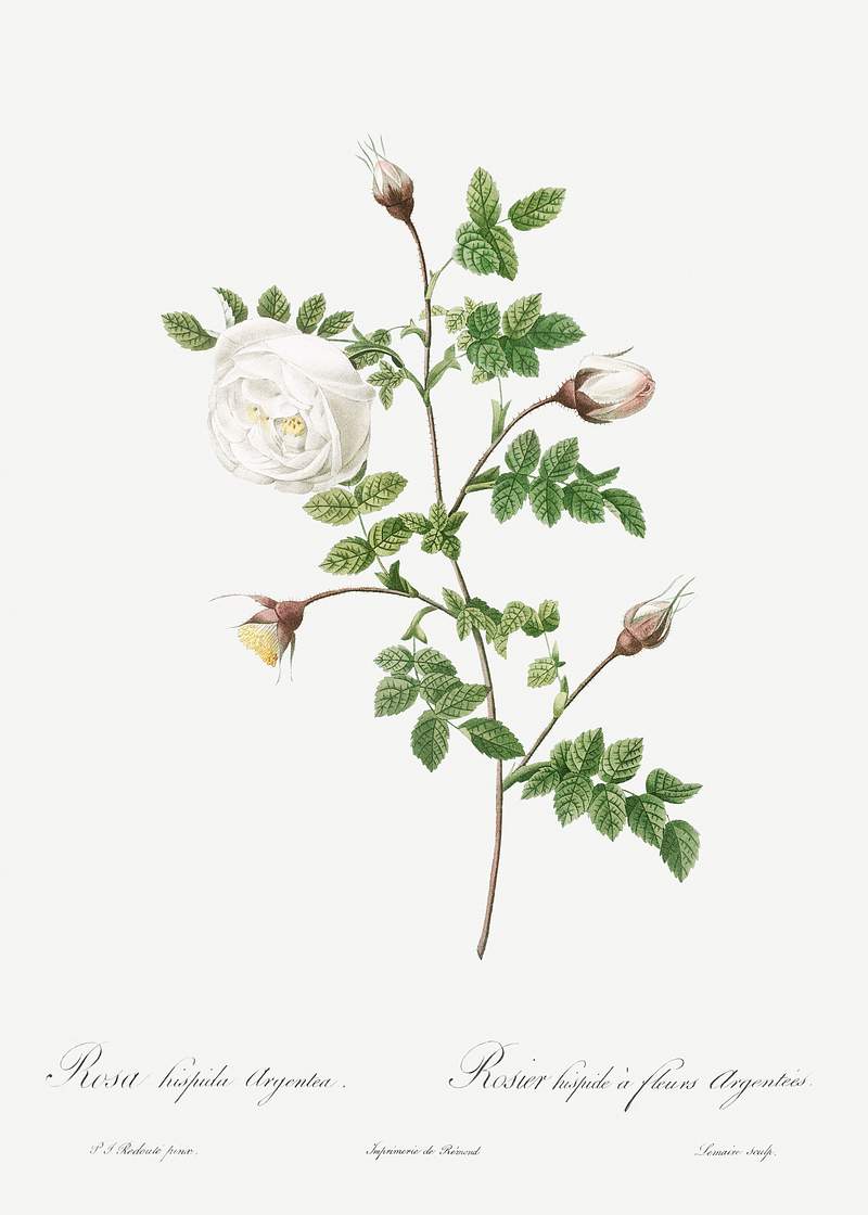 Silver-Flowered Hispid Rose, Rosa hispida argentea from Les Roses (1817–1824) by Pierre-Joseph Redouté. Original…