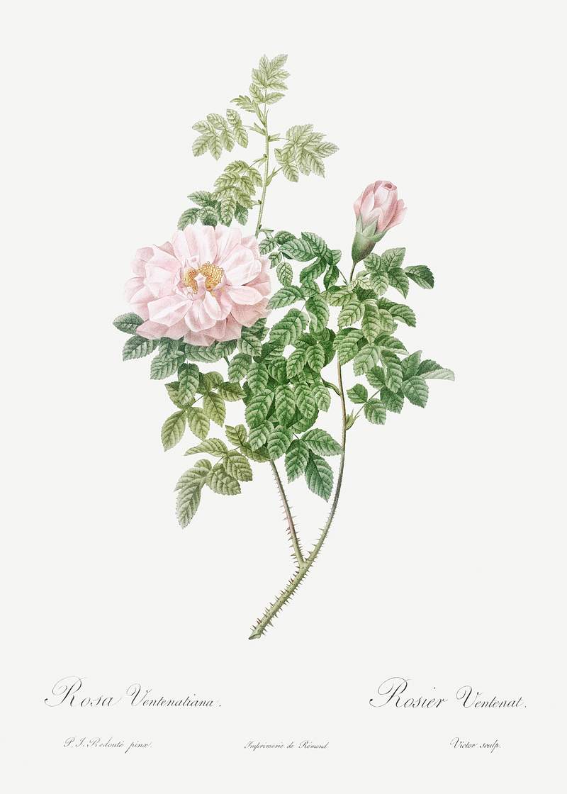 Ventenat's Rose, also known as Rose Bush (Rosa ventenatiana) from Les Roses (1817–1824) by Pierre-Joseph…