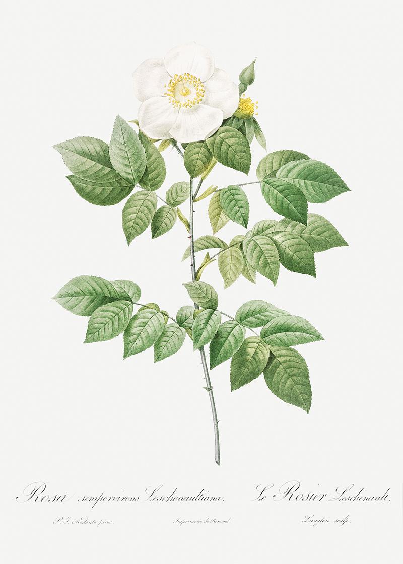 Vintage Leschenault's Rose drawing Leschenault's Rose, also known as the Rose Bush (Rosa sempervirens leschenaultiana) from Les Roses (1817–1824) by…