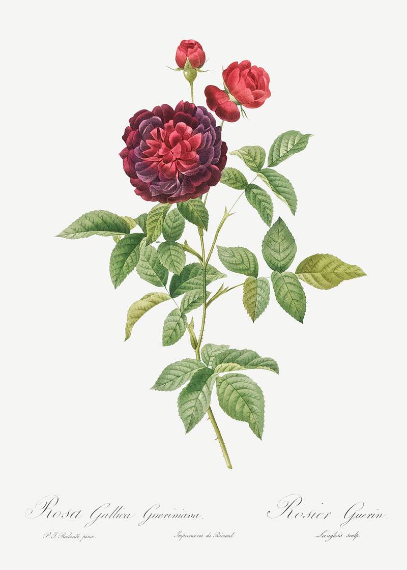 Guerin's Rose, also known as One Hundred-Leaved Rose (Rosa gallica gueriniana) from Les Roses (1817–1824) by Pierre…