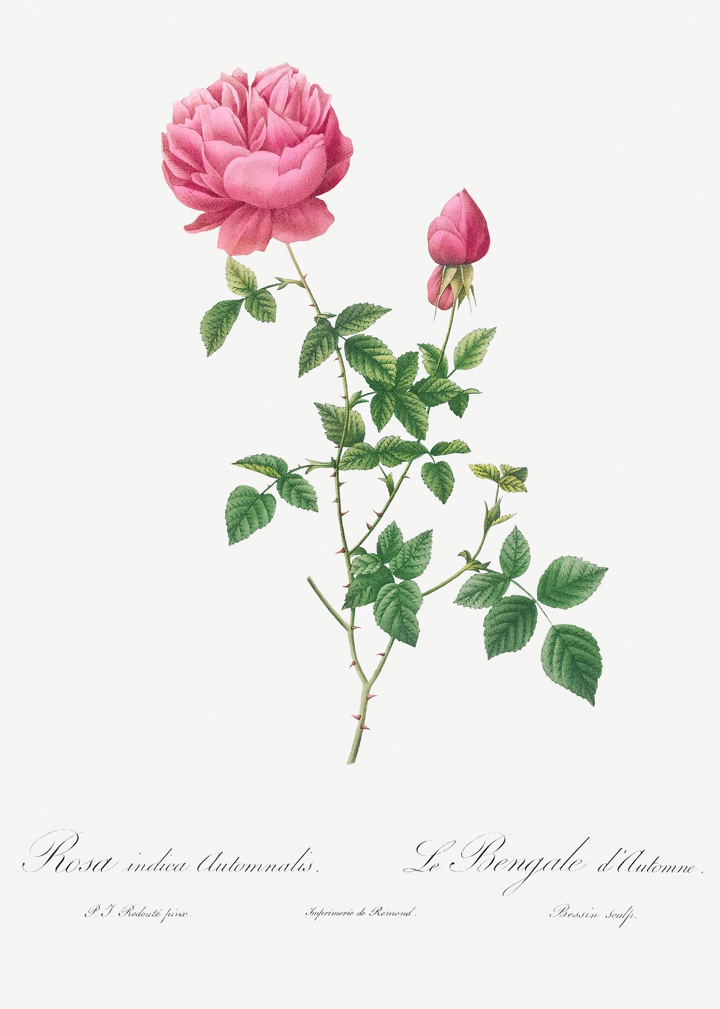 Autumn China Rose, also known as Autumn Bengal (Rosa indica automnalis) from Les Roses (1817–1824) by Pierre-Joseph... Autumn China Rose, also known as Autumn Bengal (Rosa indica automnalis) from Les Roses (1817–1824) by Pierre-Joseph...
