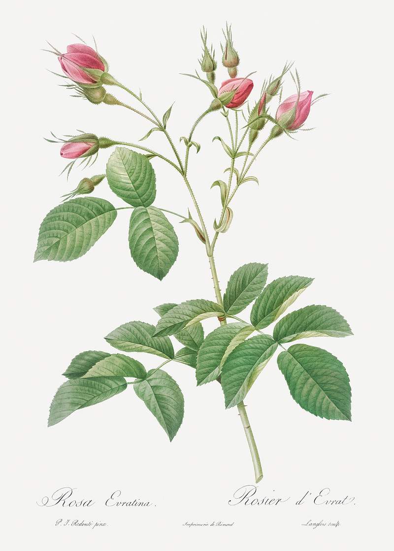Evrat's Rose with Crimson Buds, Rosa evratina from Les Roses (1817–1824) by Pierre-Joseph Redouté. Original from…