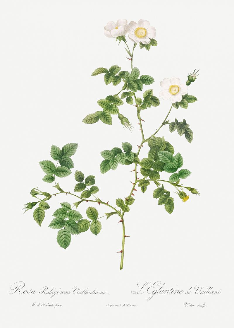 White sweetbriar rose White Sweetbriar, also known as the Wild Rose of Valiant (Rosa rubignosa vaillantiana from Les Roses (1817–1824) by…