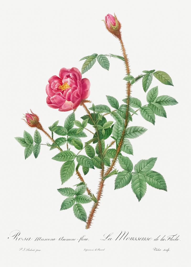 Anemone flowered rose Anemone-Flowered Rose Muscosa, Rosa muscosa anemone-flora from Les Roses (1817–1824) by Pierre-Joseph Redouté.…