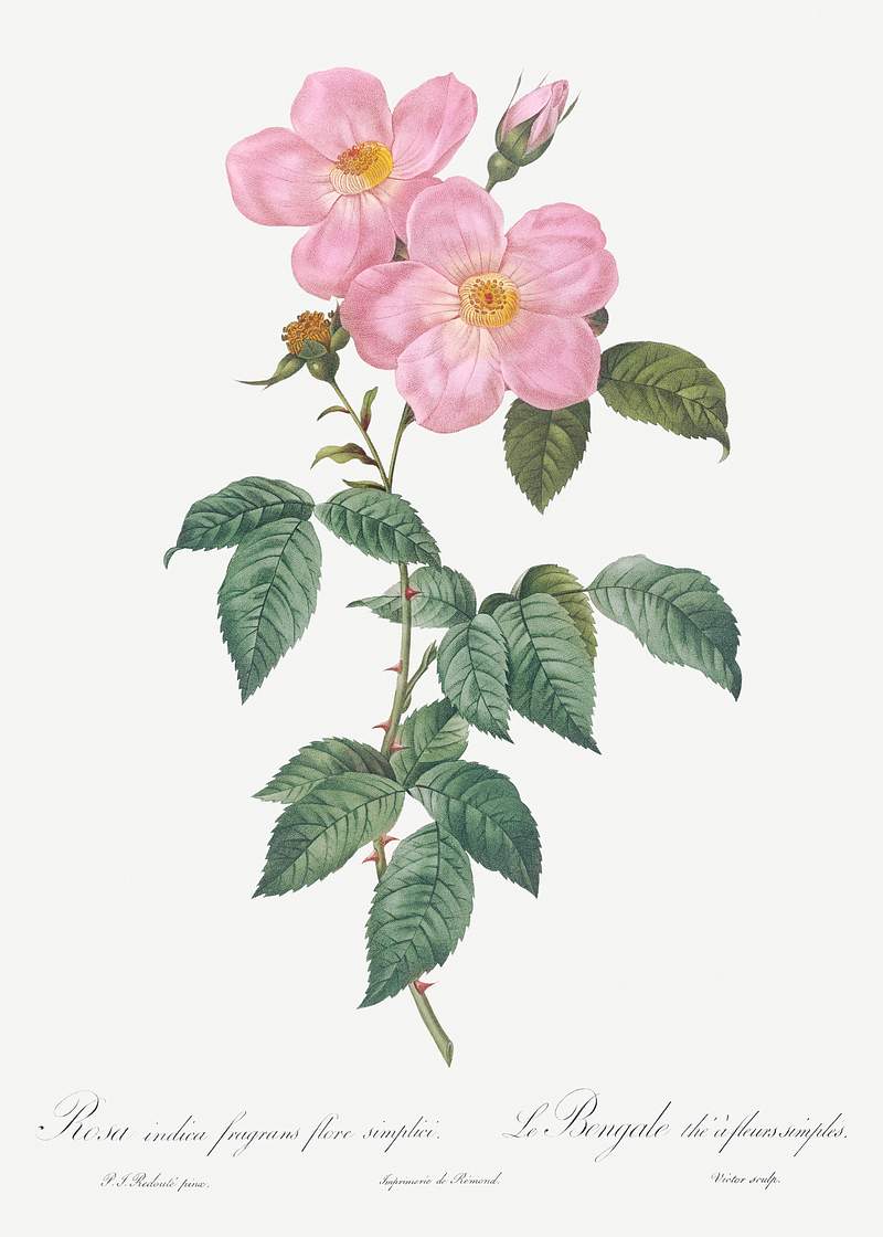 Single Tea-Scented Rose, Rosa indica fragrans flore simplici from Les Roses (1817–1824) by Pierre-Joseph…