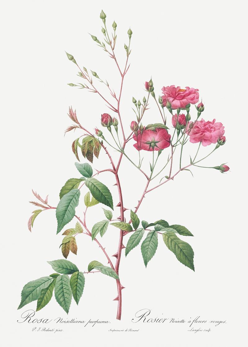 Pink noisette roses Pink Noisette, Rosa noisettiana purpurea from Les Roses (1817–1824) by Pierre-Joseph Redouté. Original from the…