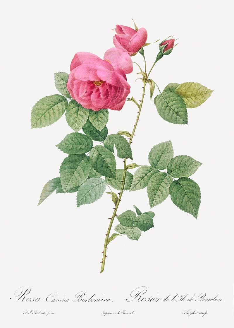 Bourbon Rose, Rosa canina burboniana from Les Roses (1817–1824) by Pierre-Joseph Redouté. Original from the…