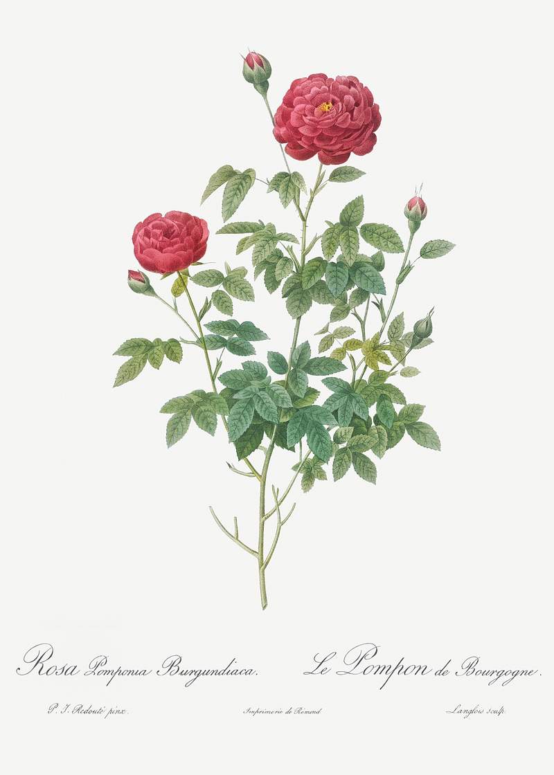 Burgundy Cabbage Rose, also known as the Pompon of Burgundy (Rosa pomponia Burgundiaca) from Les Roses (1817–1824) by…
