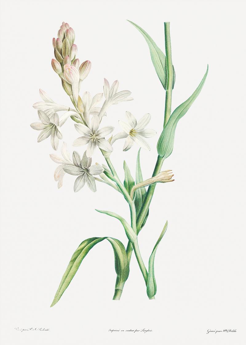 White tuberose flowers Tuberose, Polianthes tuberosa from La botanique de J. J. Rousseau by Pierre-Joseph Redouté (1759–1840). Original…