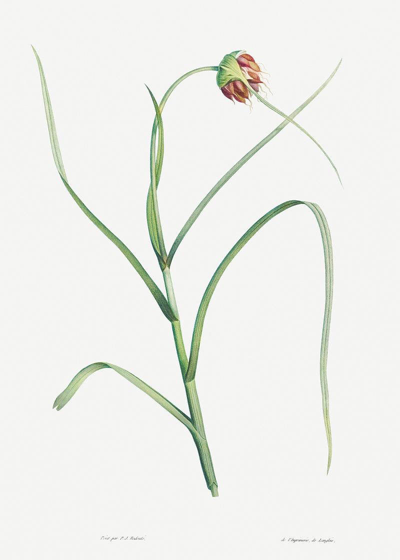 Garlic flower in bloom Cultivated garlic from La botanique de J. J. Rousseau by Pierre-Joseph Redouté (1759–1840). Original from the…