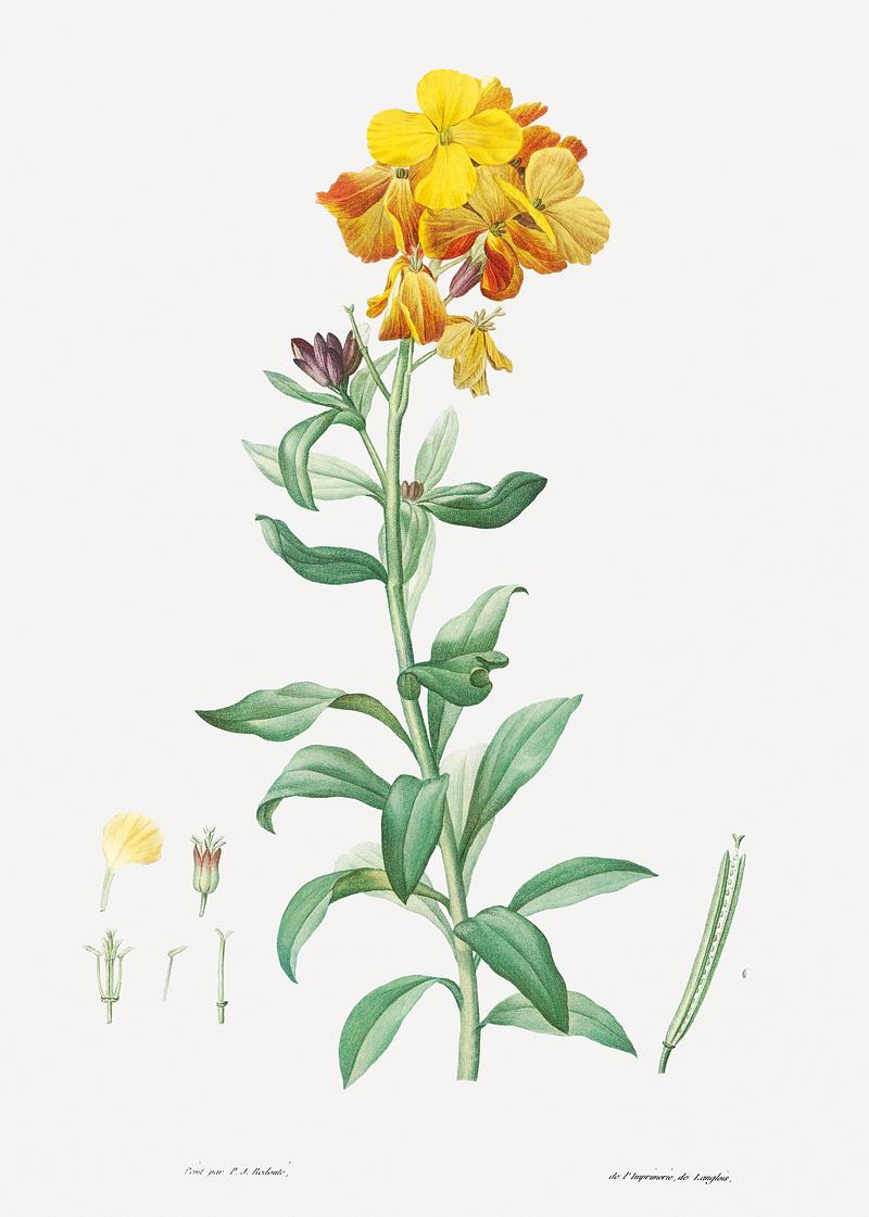 Yellow wallflower in bloom Wallflower, Cheiranthus cheiri from La botanique de J. J. Rousseau by Pierre-Joseph Redouté (1759–1840).…