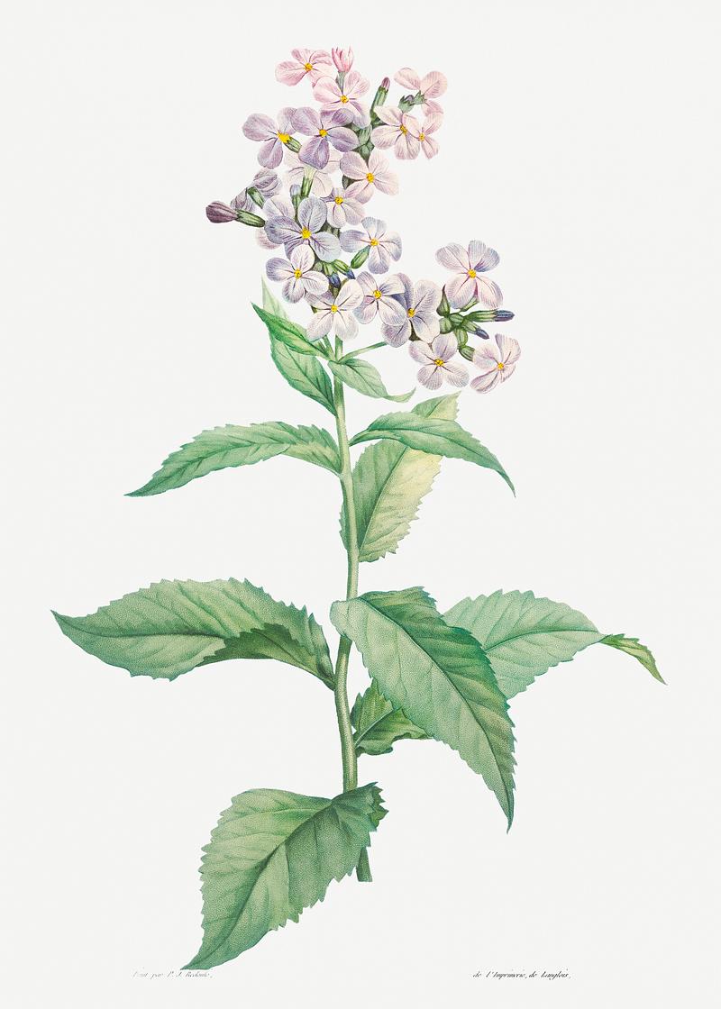 White gillyflower in bloom White gillyflower from La botanique de J. J. Rousseau by Pierre-Joseph Redouté (1759–1840). Original from the…
