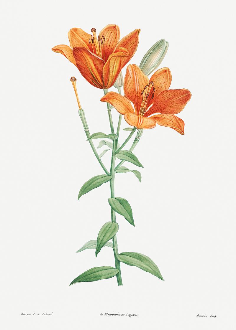 Orange bulbous lily Orange bulbous lily from La botanique de J. J. Rousseau by Pierre-Joseph Redouté (1759–1840). Original from the…