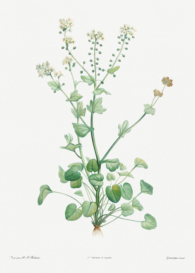 Blooming scurvy-grass Scurvy-grass from La botanique de J. J. Rousseau by Pierre-Joseph Redouté (1759–1840). Original from the Library…