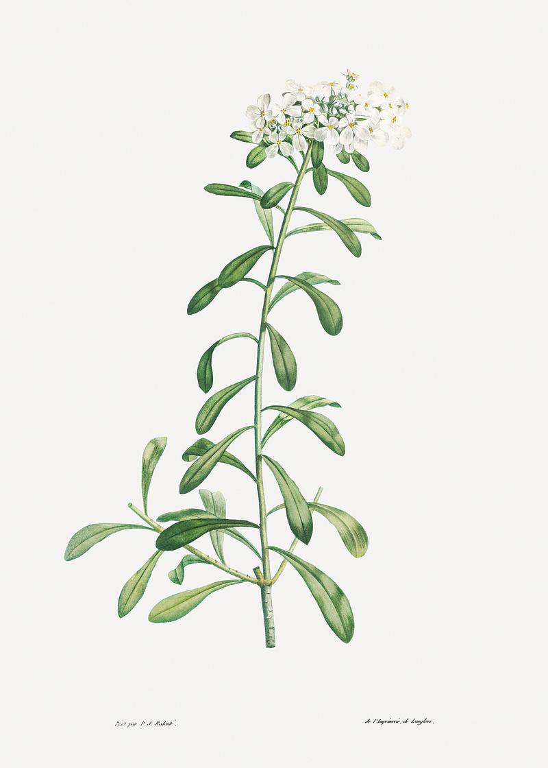 Small white flowers Cluster of small white flowers from La Botanique de J. J. Rousseau by Pierre-Joseph Redouté (1759–1840).…