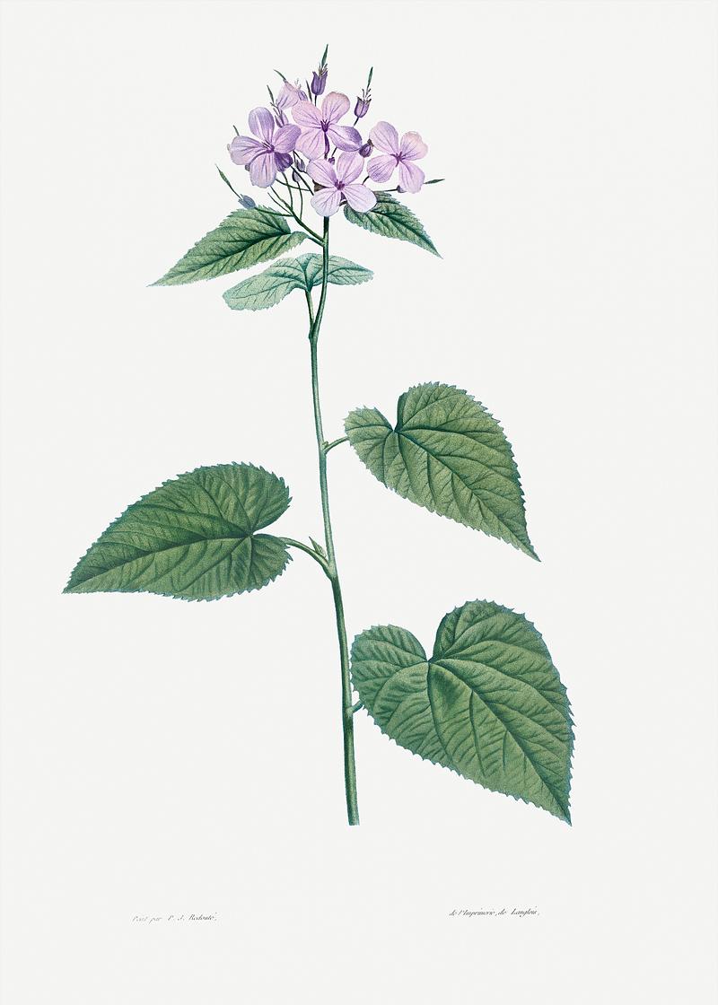 Morning-glory flower in bloom Morning-glory from La Botanique de J. J. Rousseau by Pierre-Joseph Redouté (1759–1840). Original from the…