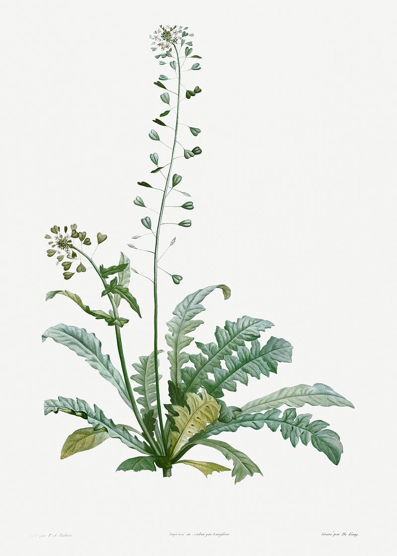 Shepherd's Purse flowers Shepherd's Purse from La Botanique de J. J. Rousseau by Pierre-Joseph Redouté (1759–1840). Original from the…