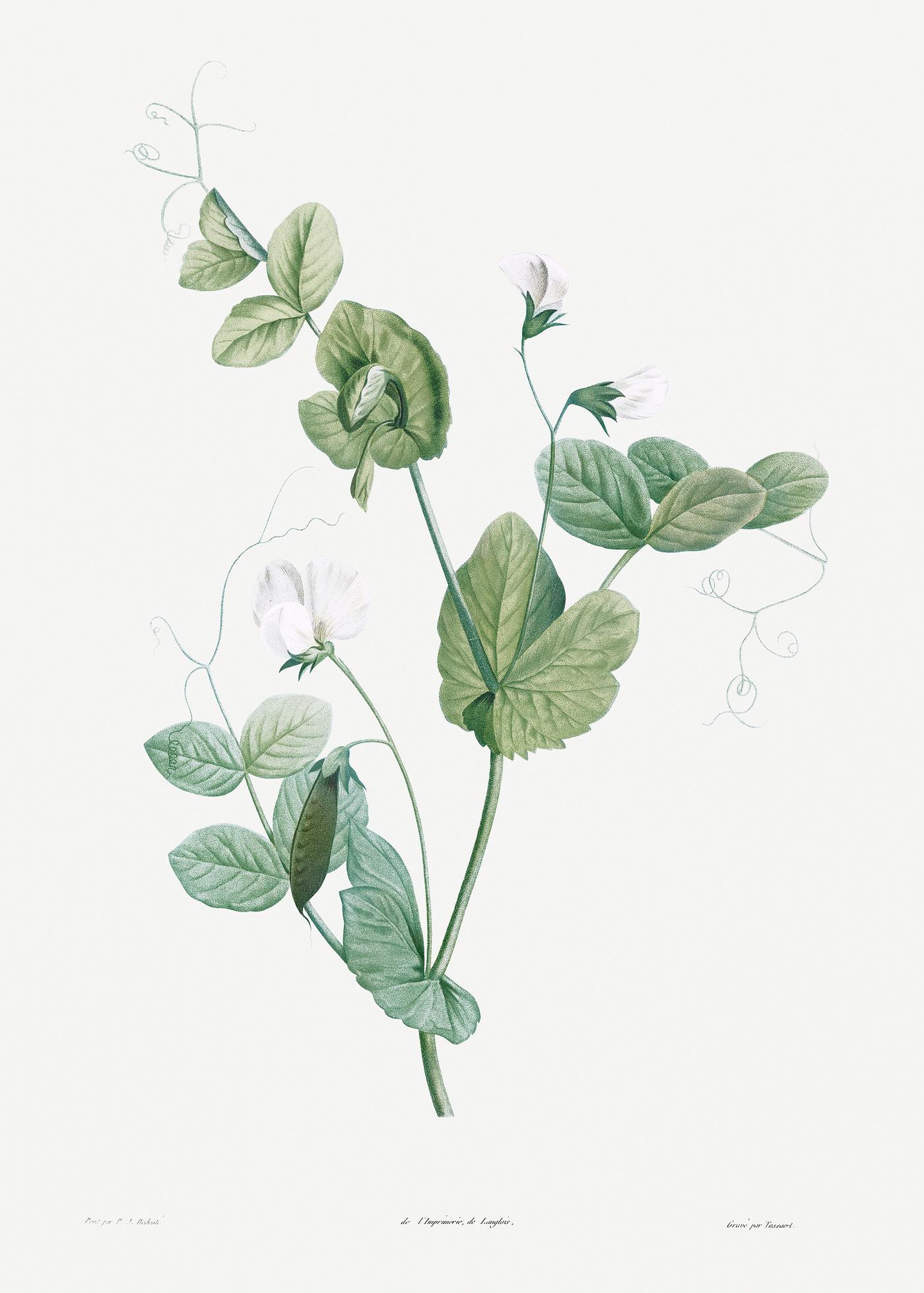 White lolliradio pea flower from La Botanique de J. J. Rousseau by Pierre-Joseph Redouté (1759–1840). Original... White lolliradio pea flower from La Botanique de J. J. Rousseau by Pierre-Joseph Redouté (1759–1840). Original...