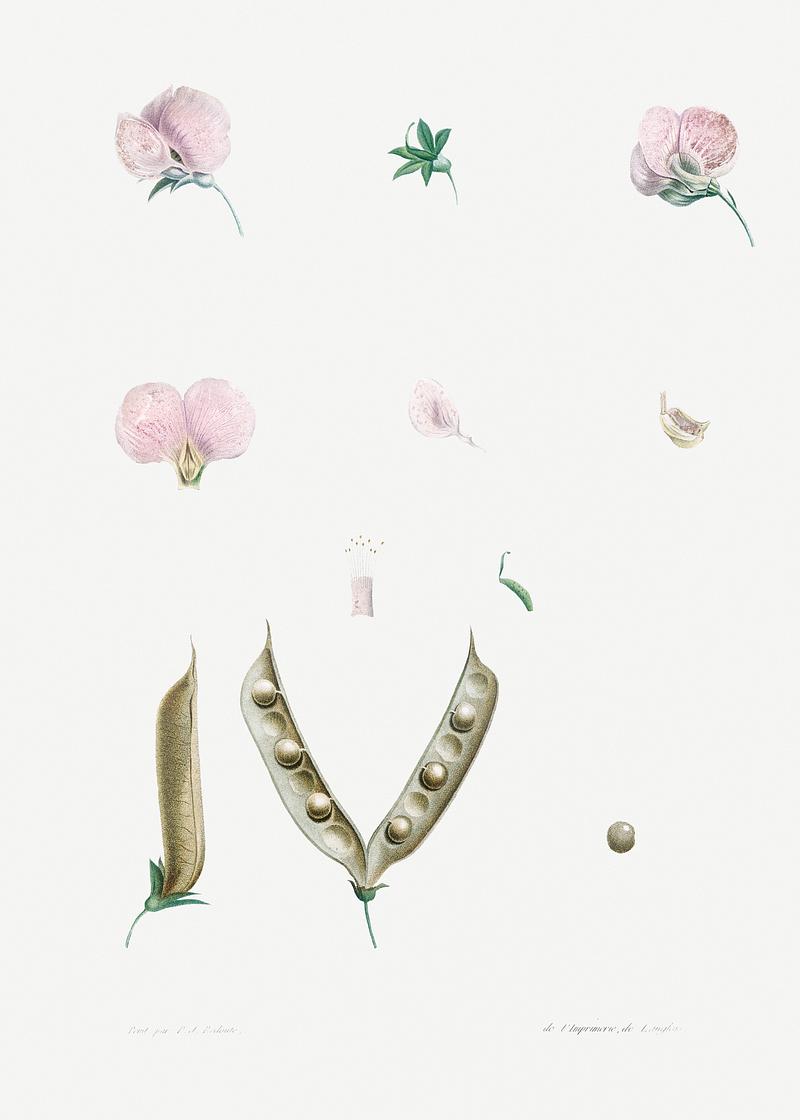 Pink butterfly pea flower Butterfly pea flower parts from La Botanique de J. J. Rousseau by Pierre-Joseph Redouté (1759–1840). Original…