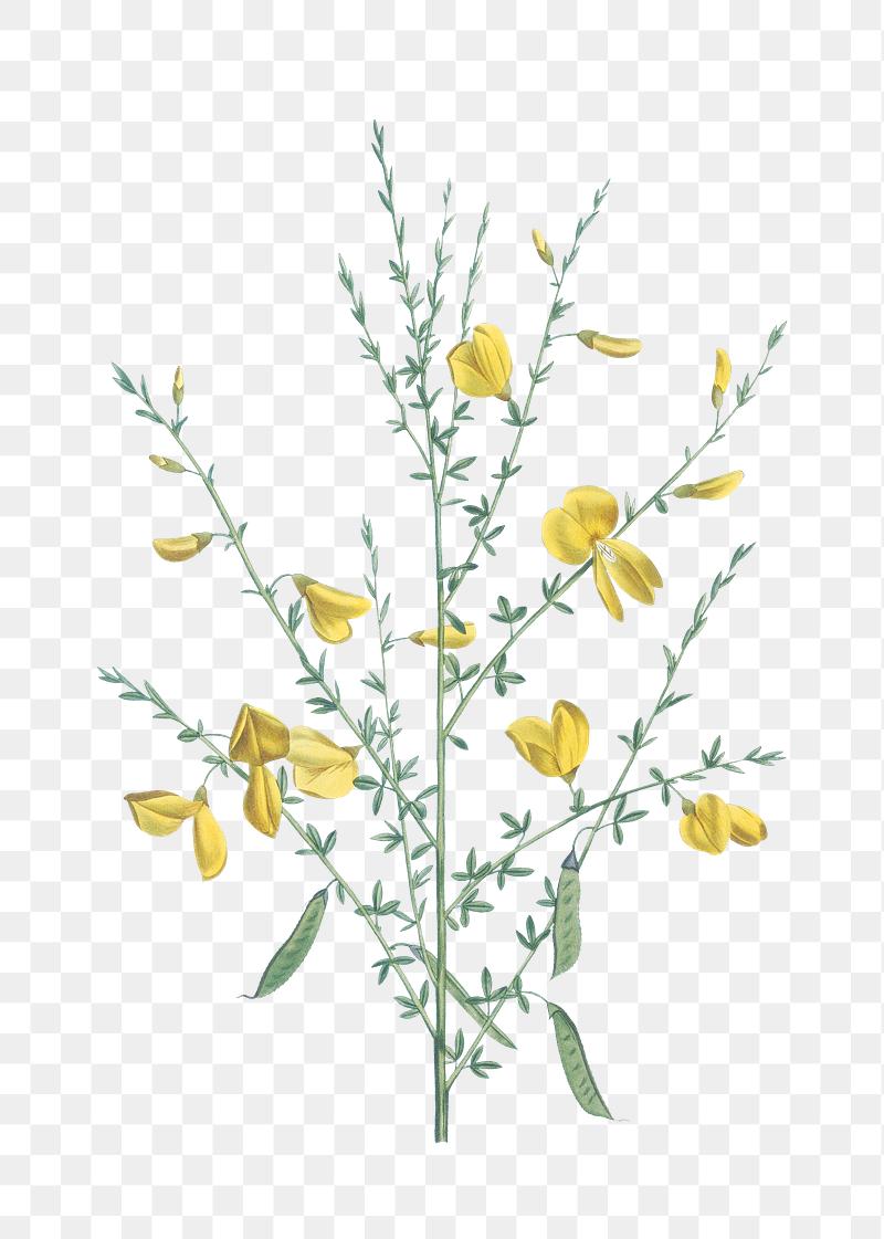 Search Free Stock Photos Psd Mockups Vectors Rawpixel