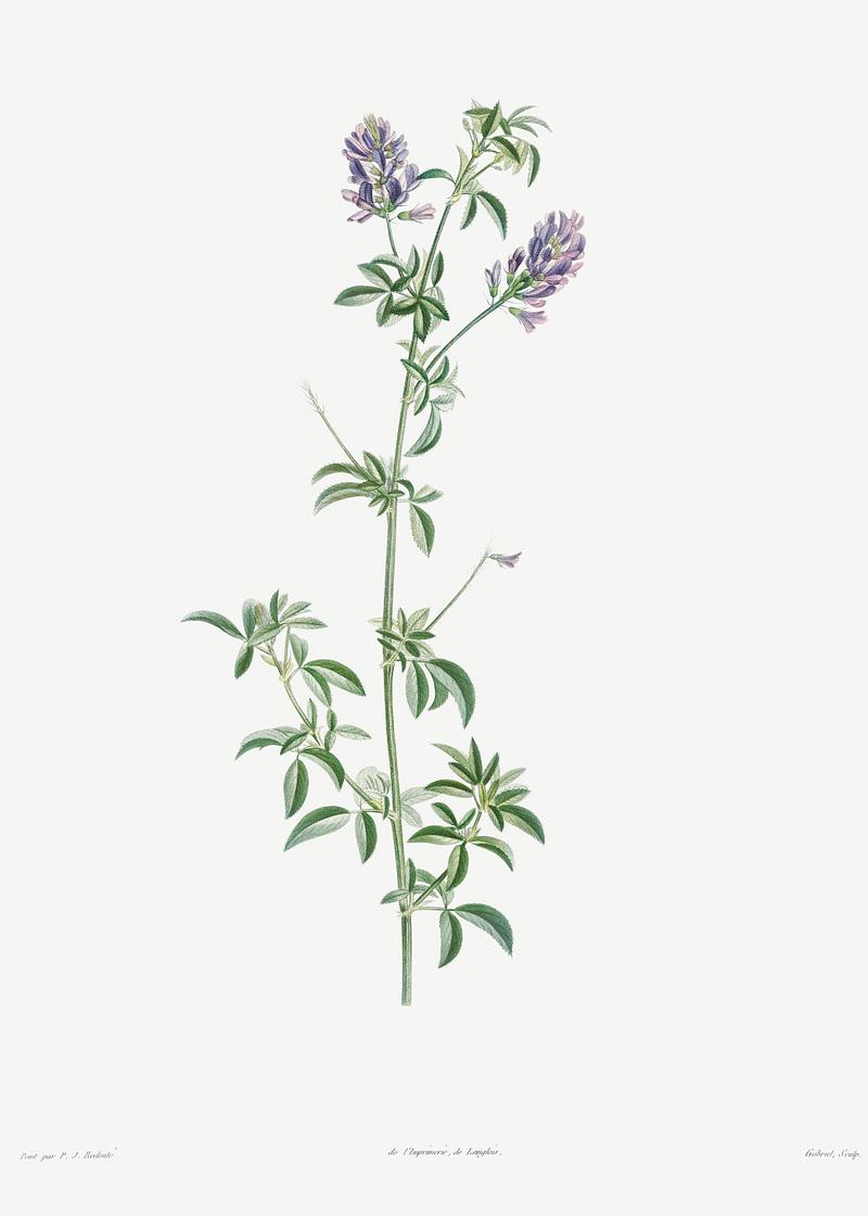 Spanish clover in bloom Spanish clover from La Botanique de J. J. Rousseau by Pierre-Joseph Redouté (1759–1840). Original from the…
