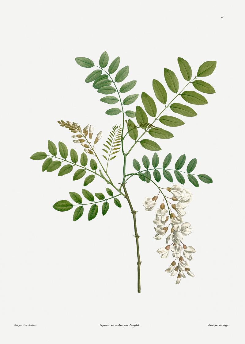 Acacia in bloom Acacia from La Botanique de J. J. Rousseau by Pierre-Joseph Redouté (1759–1840). Original from the Library of…