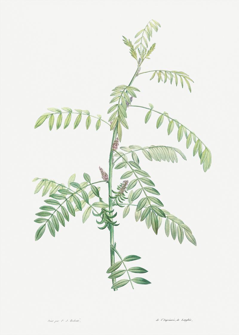 Flowering indigo plant Indigo from La Botanique de J. J. Rousseau by Pierre-Joseph Redouté (1759–1840). Original from the Library of…