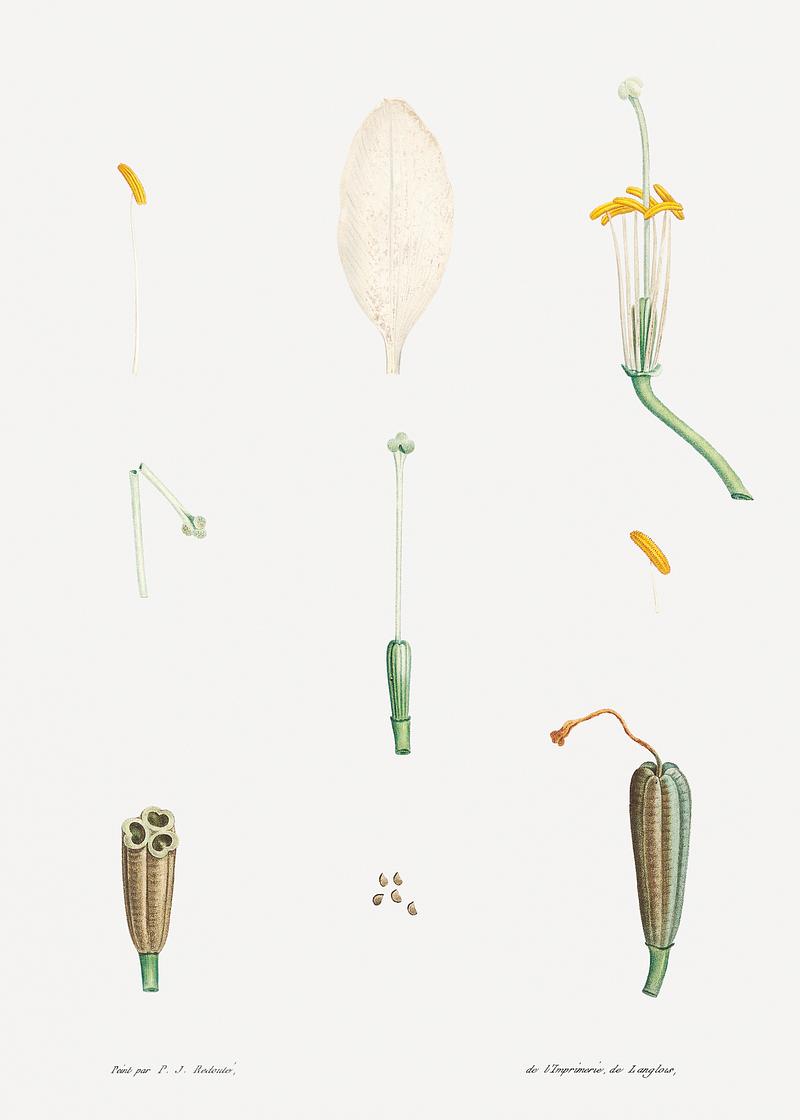 Dissected yellow flower Flower parts from La Botanique de J. J. Rousseau by Pierre-Joseph Redouté (1759–1840). Original from the Library…
