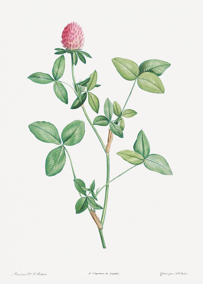 Blooming pink clover Clover flower from La Botanique de J. J. Rousseau by Pierre-Joseph Redouté (1759–1840). Original from the…