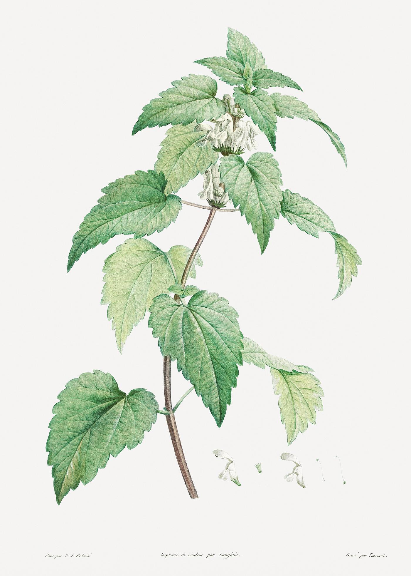 White dead-nettle from La Botanique de J. J. Rousseau by Pierre-Joseph Redouté (1759–1840). Original from the... White dead-nettle from La Botanique de J. J. Rousseau by Pierre-Joseph Redouté (1759–1840). Original from the...