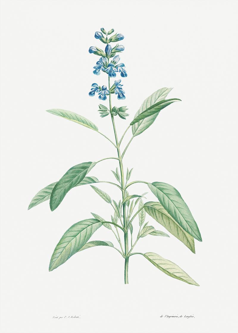 Blooming sage plant Sage from La Botanique de J. J. Rousseau by Pierre-Joseph Redouté (1759–1840). Original from the Library of…