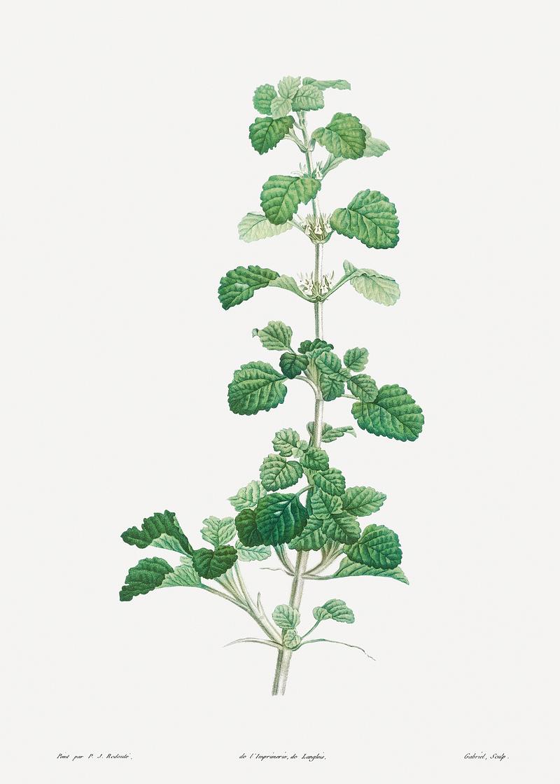 Plant with small white flowers Cluster of small white flowers from La Botanique de J. J. Rousseau by Pierre-Joseph Redouté (1759–1840).…