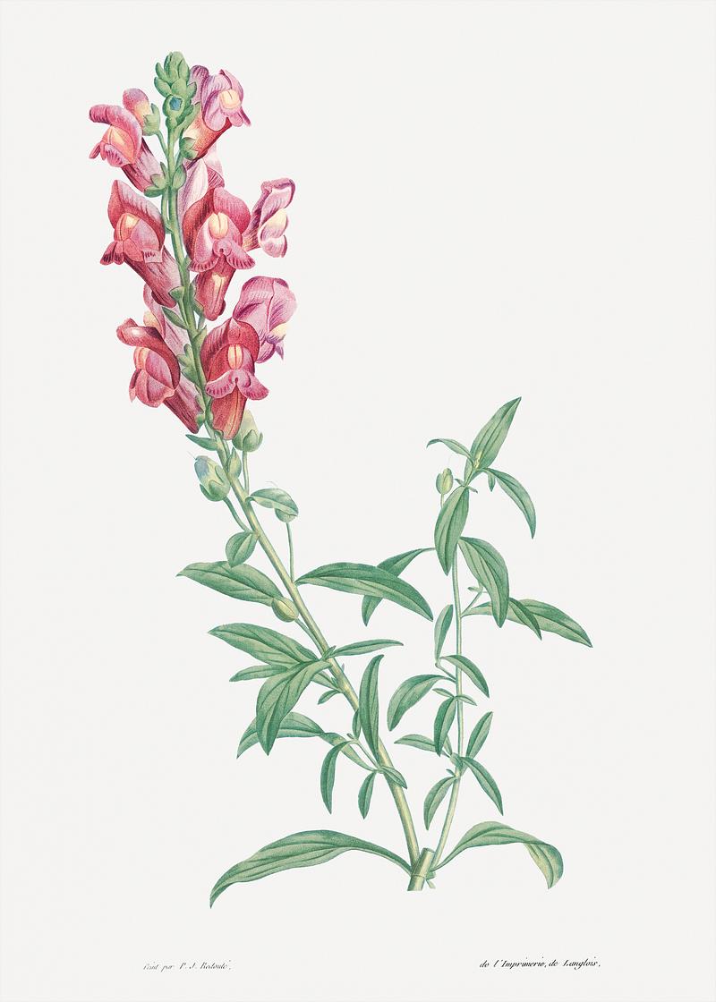 Red dragon flowers Dragon flowers from La Botanique de J. J. Rousseau by Pierre-Joseph Redouté (1759–1840). Original from the…