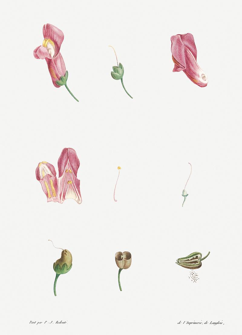 Dissected dragon flower Dragon flowers from La Botanique de J. J. Rousseau by Pierre-Joseph Redouté (1759–1840). Original from the…
