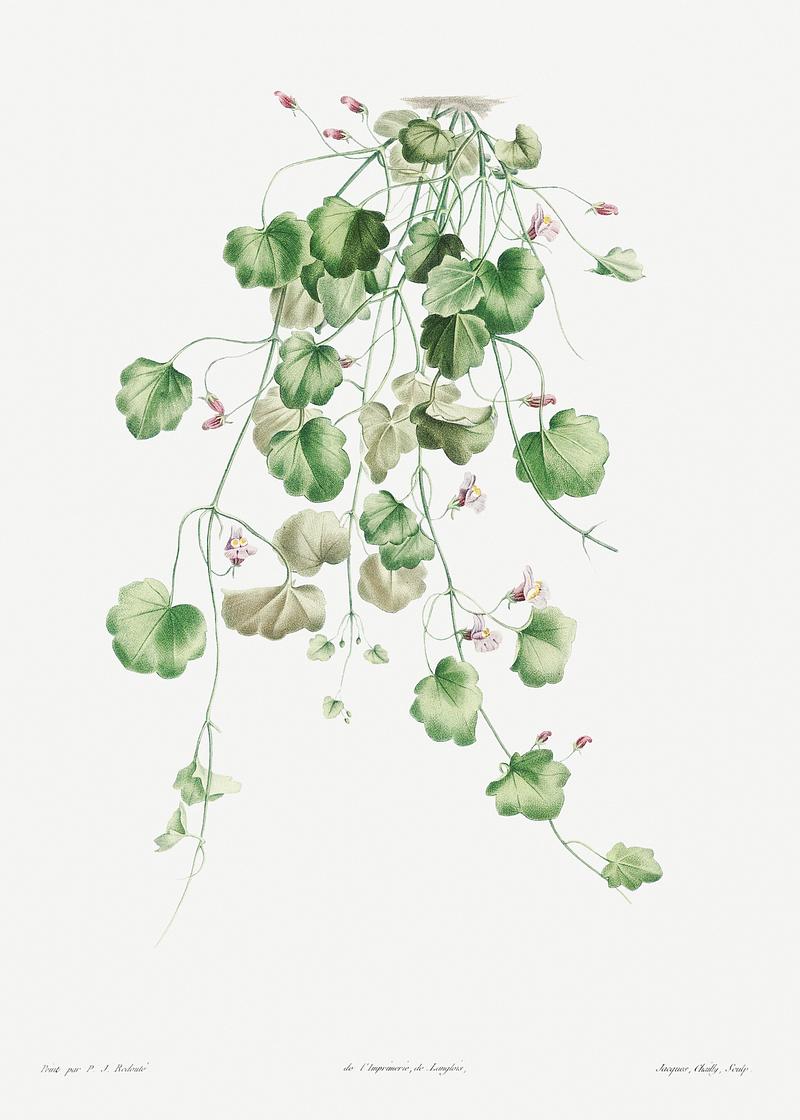 Blooming Kenilworth Ivy Kenilworth Ivy from La Botanique de J. J. Rousseau by Pierre-Joseph Redouté (1759–1840). Original from the…