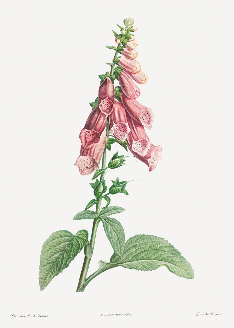 Pink Foxgloves flowers Foxgloves from La Botanique de J. J. Rousseau by Pierre-Joseph Redouté (1759–1840). Original from the Library of…