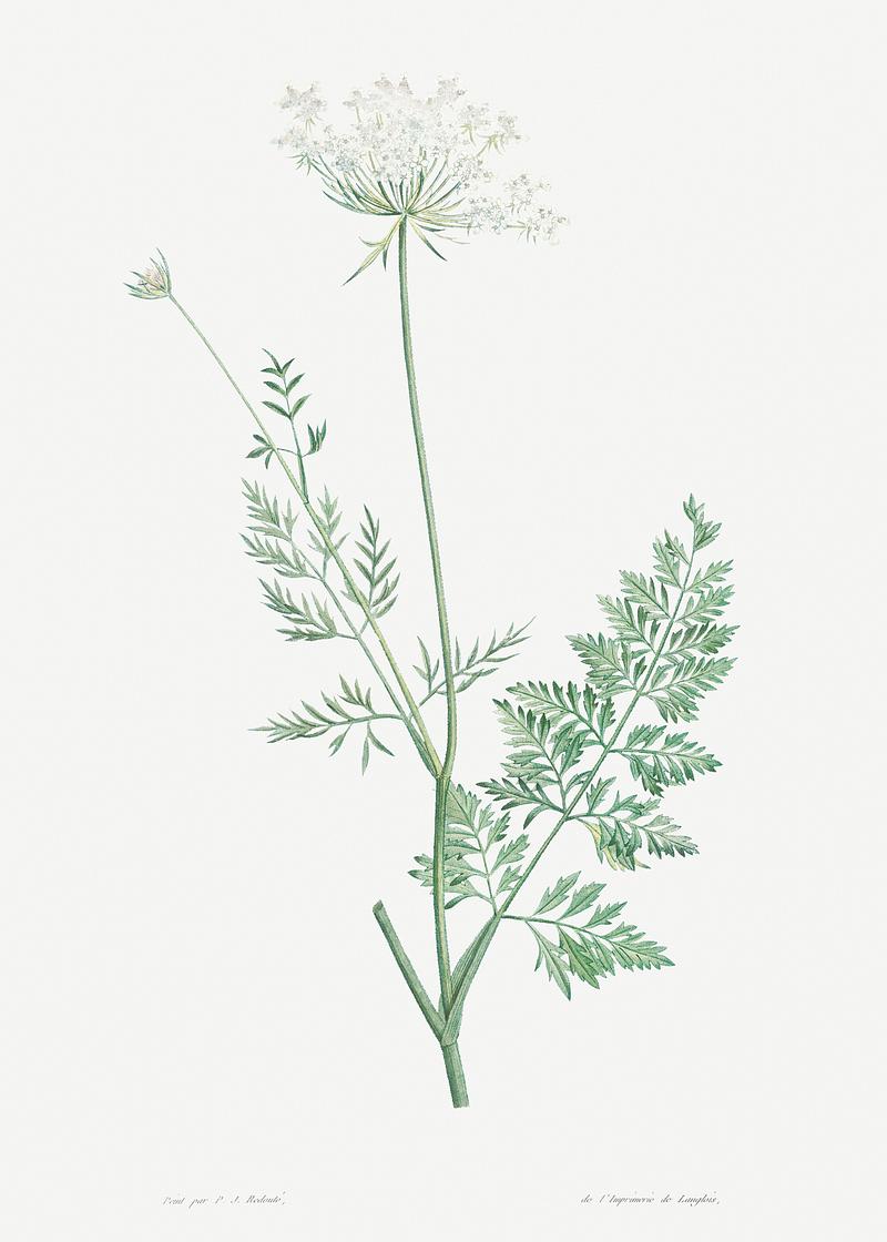 Queen Anne's lace flower Wild carrot from La Botanique de J. J. Rousseau by Pierre-Joseph Redouté (1759–1840). Original from the Library…
