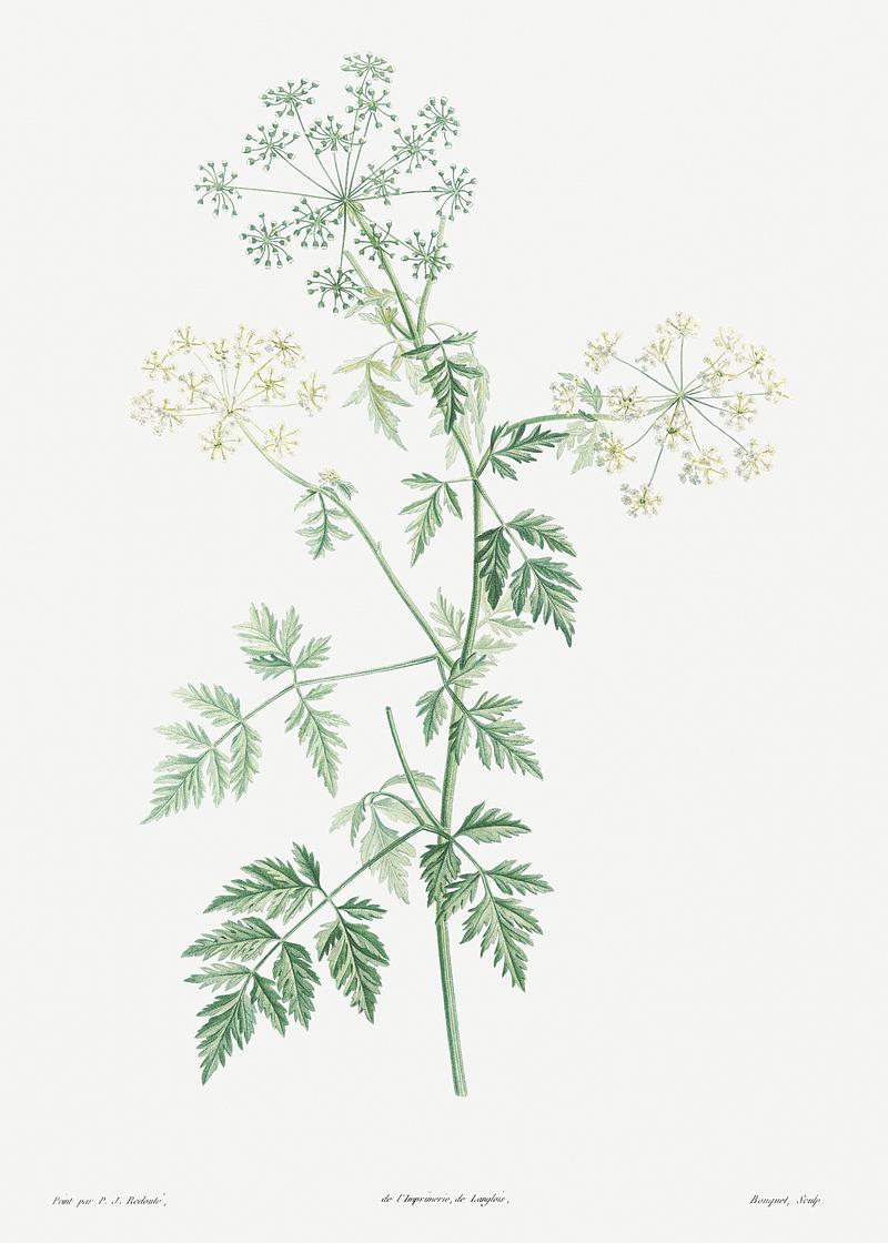 Blooming hemlock flowers Hemlock from La Botanique de J. J. Rousseau by Pierre-Joseph Redouté (1759–1840). Original from the Library of…