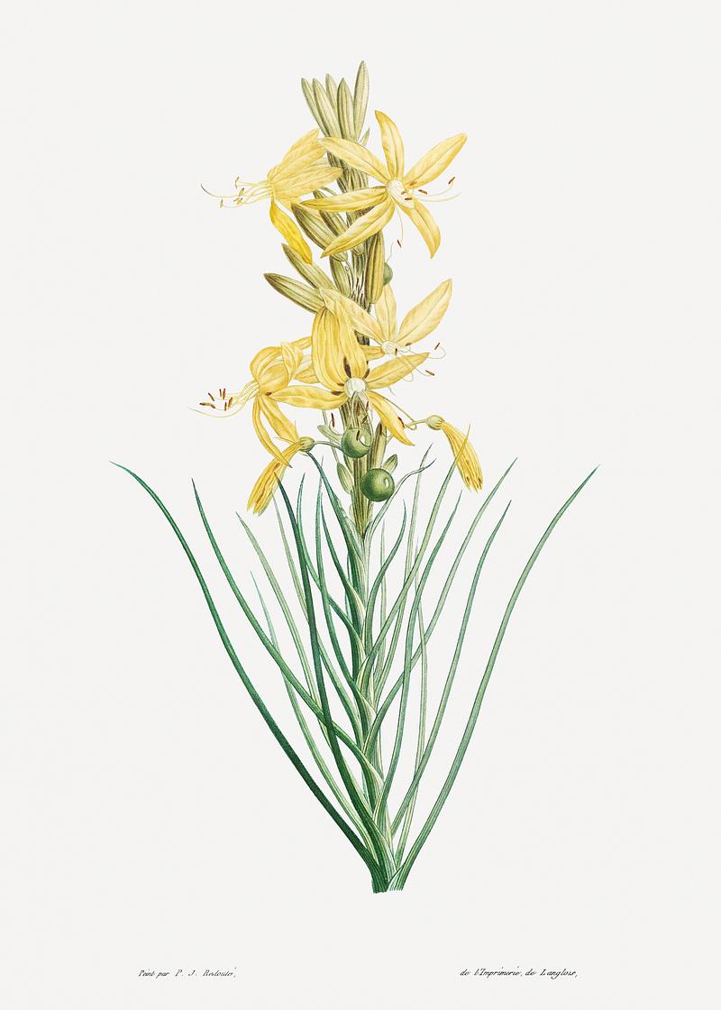 looming yellow asphodel Yellow asphodel from La Botanique de J. J. Rousseau by Pierre-Joseph Redouté (1759–1840). Original from the…