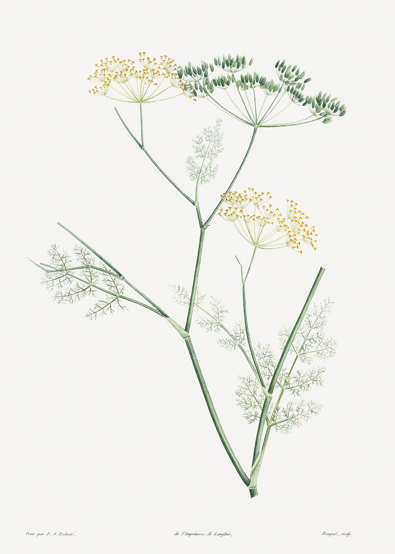 Blooming fennel Fennel flowering plant from La Botanique de J. J. Rousseau by Pierre-Joseph Redouté (1759–1840). Original from…