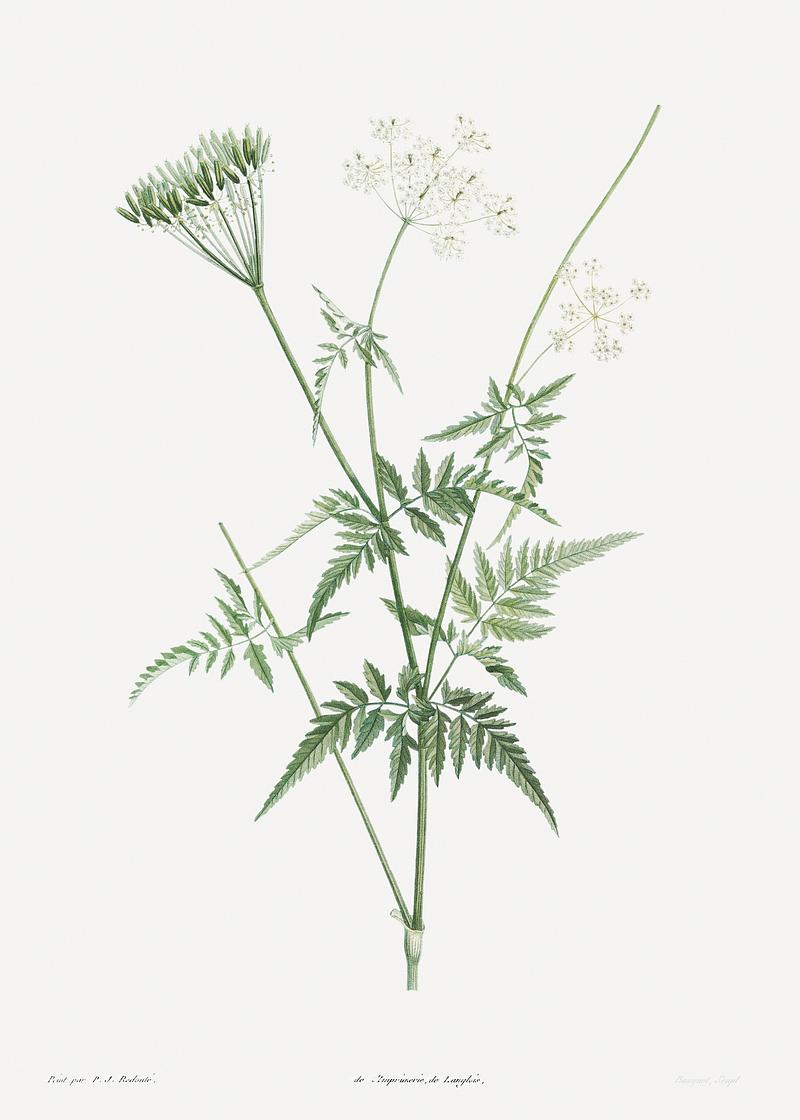 Turnip-rooted chervil Turnip-rooted chervil from La Botanique de J. J. Rousseau by Pierre-Joseph Redouté (1759–1840). Original from…