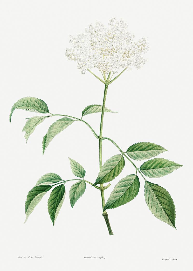 Blooming elderflower tree Elderflowers from La Botanique de J. J. Rousseau by Pierre-Joseph Redouté (1759–1840). Original from the Library…