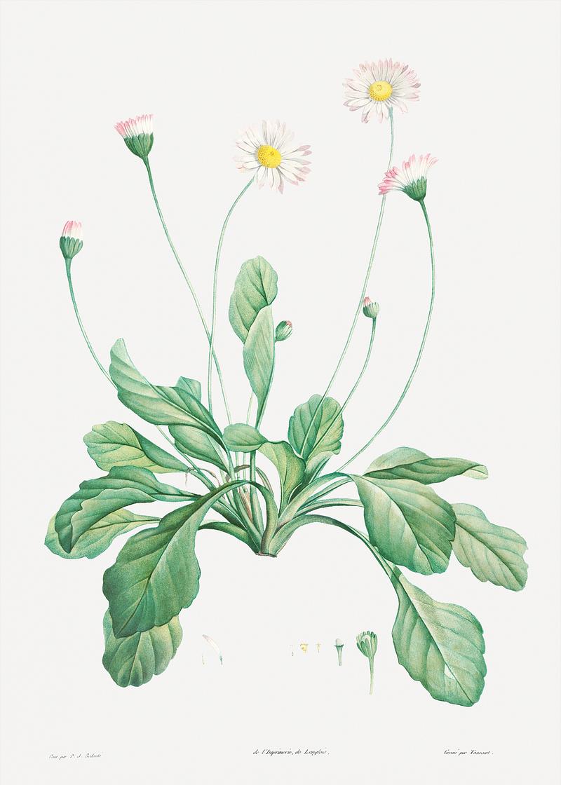 Vintage blooming daisy flowers Daisy from La Botanique de J. J. Rousseau by Pierre-Joseph Redouté (1759–1840). Original from the Library of…