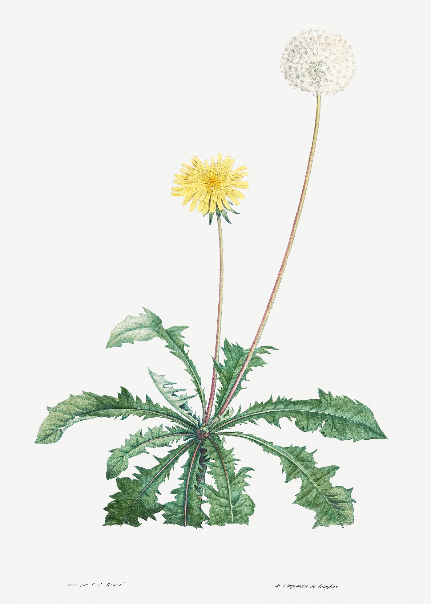 Dandelion from La Botanique de J. J. Rousseau by Pierre-Joseph Redouté (1759–1840). Original from the Library... Dandelion from La Botanique de J. J. Rousseau by Pierre-Joseph Redouté (1759–1840). Original from the Library...