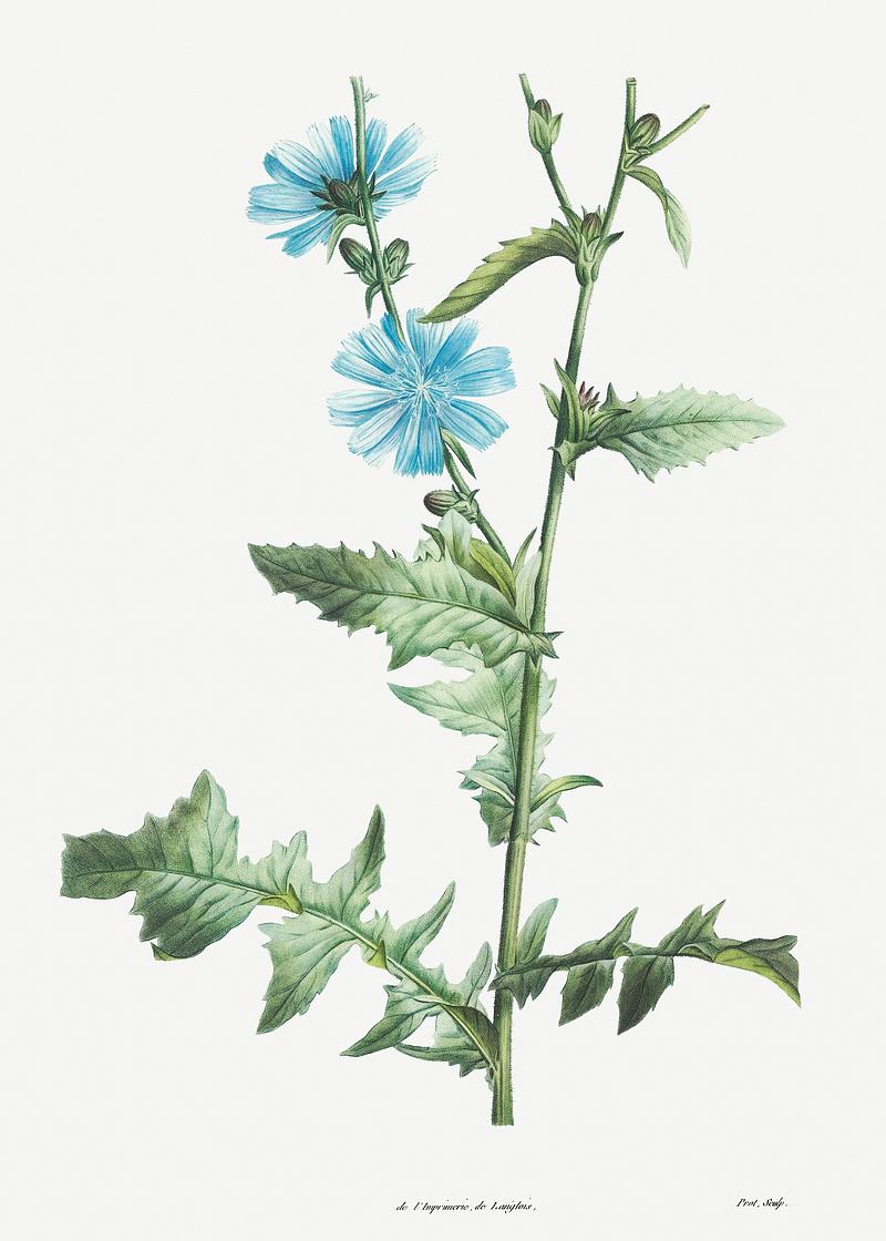Flowering chicory plant Chicory from La Botanique de J. J. Rousseau by Pierre-Joseph Redouté (1759–1840). Original from the Library of…