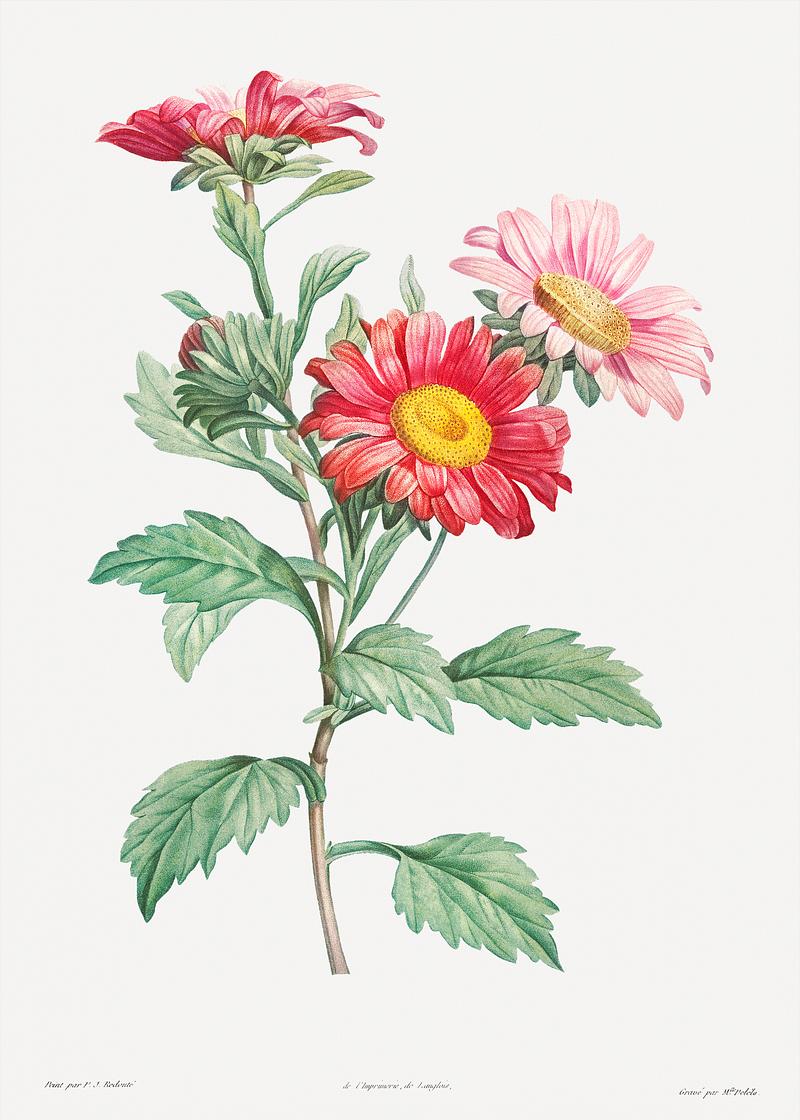 Blooming red aster flowers Red aster from La Botanique de J. J. Rousseau by Pierre-Joseph Redouté (1759–1840). Original from the Library of…