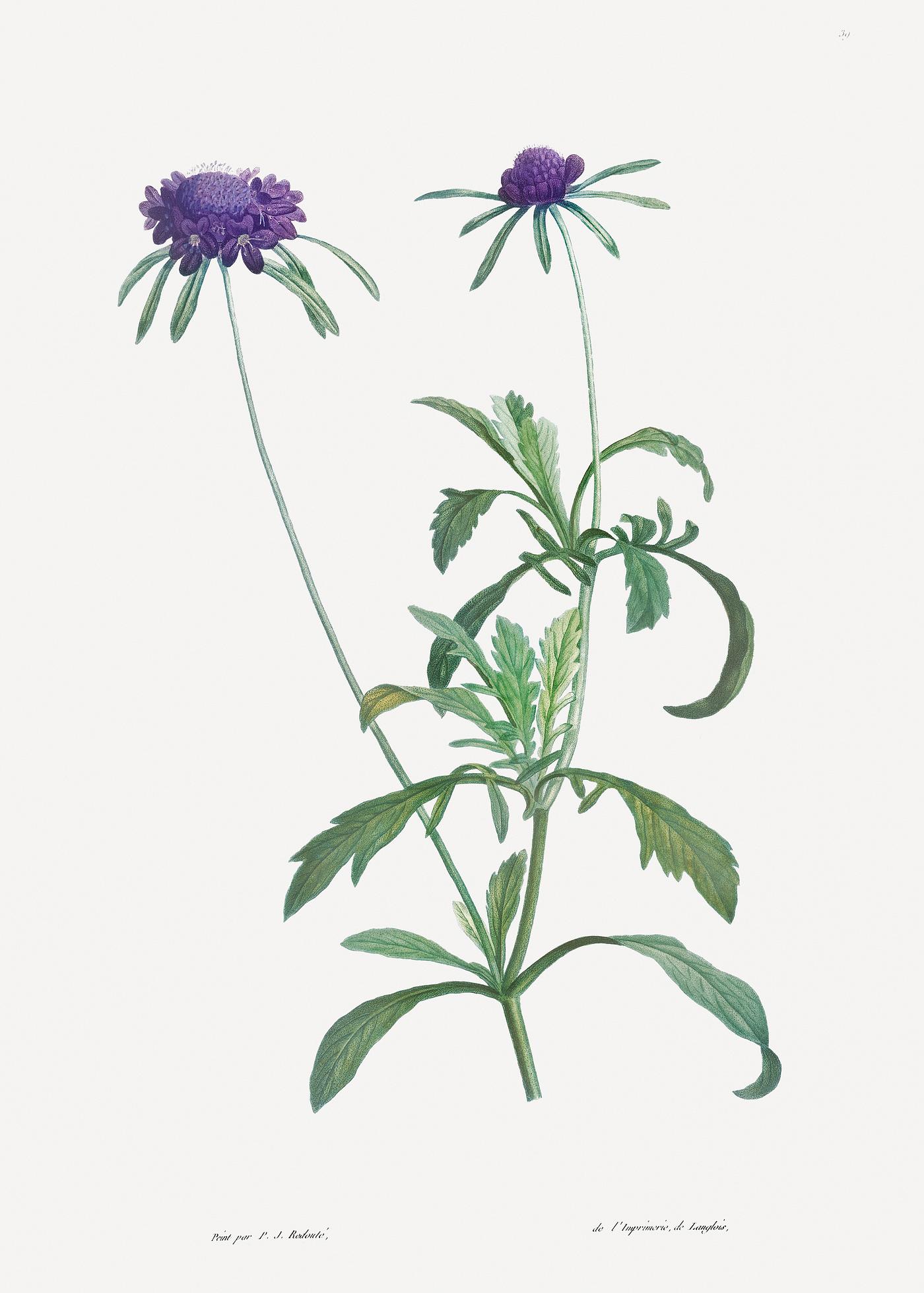 Allium atropurpureum from La Botanique de J. J. Rousseau by Pierre-Joseph Redouté (1759–1840). Original from... Allium atropurpureum from La Botanique de J. J. Rousseau by Pierre-Joseph Redouté (1759–1840). Original from...